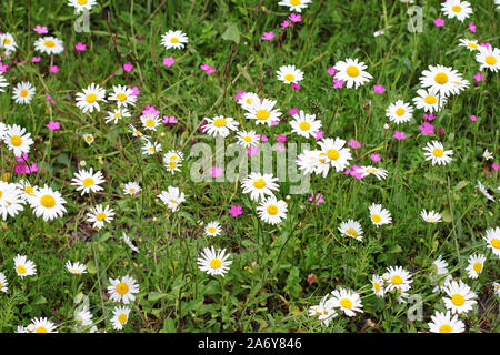 Bereich der grünen Gras mit Blumen Gänseblümchen. Kamille und Vergiss-mich-nicht durch Rasen umgeben. Stockfoto