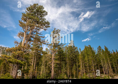 Misty alten Wald im Yosemite National Park, Kalifornien Stockfoto