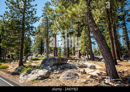 Misty alten Wald im Yosemite National Park, Kalifornien Stockfoto