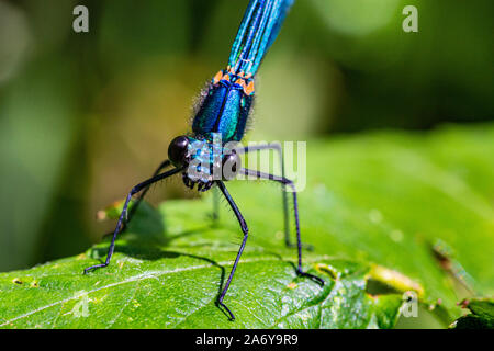 Kopf auf, Portrait Detail eines männlichen Schöne Damselfly, auch als Demoiselle Agrion ruht auf einem Blatt neben dem Fluss Torridge (Calopteryx Virgo) bekannt Stockfoto