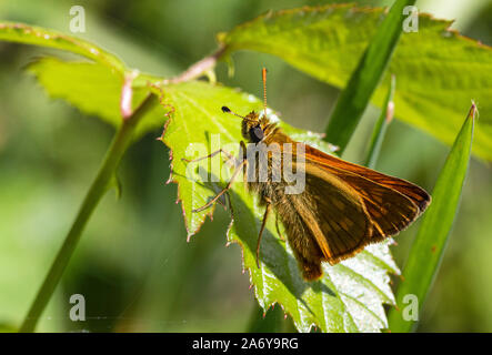 Männliche große Skipper Schmetterling (Ochlodes sylvanus) ruht auf einem Blatt im hellen Sommer Sonne. Stockfoto