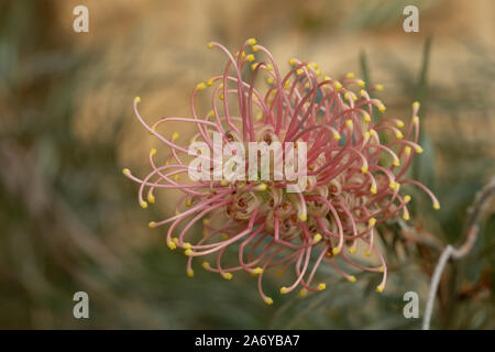 Protea Pink Blumen fotografiert in einem Gewächshaus am Newt in Somerset UK. Proteas sind heimisch in Südafrika und sind die nationale Blume. Stockfoto