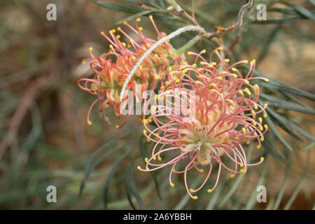 Protea Pink Blumen fotografiert in einem Gewächshaus am Newt in Somerset UK. Proteas sind heimisch in Südafrika und sind die nationale Blume. Stockfoto