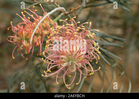 Protea Pink Blumen fotografiert in einem Gewächshaus am Newt in Somerset UK. Proteas sind heimisch in Südafrika und sind die nationale Blume. Stockfoto