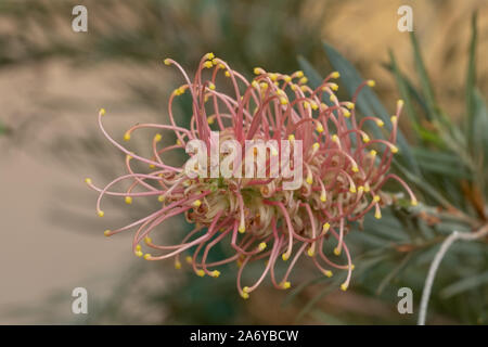 Rosa Protea Blume fotografiert in einem Gewächshaus am Newt in Somerset UK. Proteas sind heimisch in Südafrika und sind die nationale Blume. Stockfoto