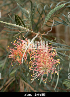 Protea Pink Blumen fotografiert in einem Gewächshaus am Newt in Somerset UK. Proteas sind heimisch in Südafrika und sind die nationale Blume. Stockfoto