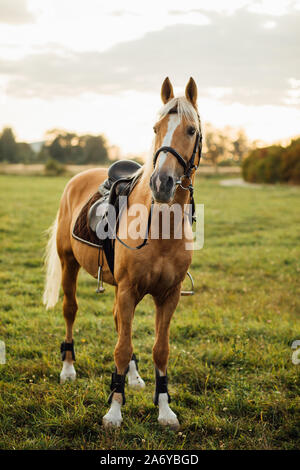 Porträt eines braunen Pferdes. Pferde auf der Ranch. Stockfoto