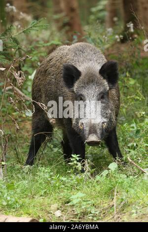 Wildschwein (Sus scrofa), Wildschweine im Wald, Allgäu, Bayern, Deutschland Stockfoto