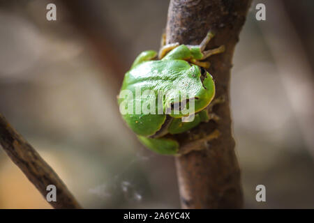 Einheitlicher europäischer Laubfrosch (Hyla arborea) auf dem Zweig Stockfoto