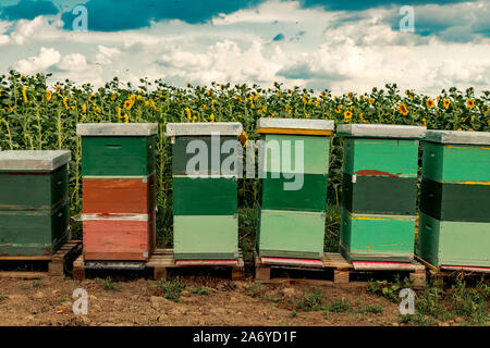 Honigbienen und Bienenstöcke im sonnenblumenfeld, Blume Bestäubung während der blühenden Jahreszeit Stockfoto