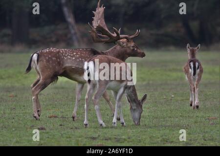 Buck und doe der Damhirsch (Dama Dama) Weiden in der Nähe von Dülmen, Deutschland Stockfoto