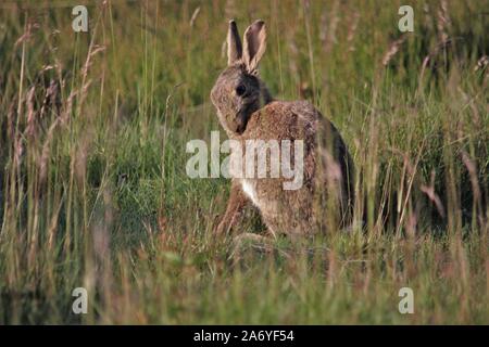 Wilde Kaninchen (Oryctolagus cuniculus) in Bocholt, Deutschland Stockfoto