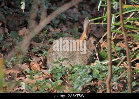 Wilde Kaninchen (Oryctolagus cuniculus) in Bocholt, Deutschland Stockfoto