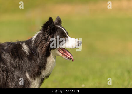 Cute gehorsam Border Collie Hund. Kopf hoch Stockfoto