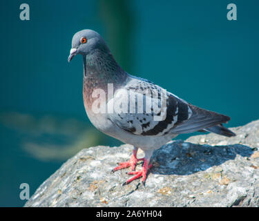 Eine weiche, blau-graue gefiederte Taube oder Felstaube mit orangefarbenem Schnabel und Augen und purpurgrünem Glanz, auf einem Felsen am Meer, blauer Wasserhintergrund, Closeup Stockfoto