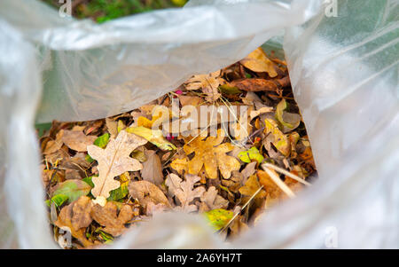 Gelben Blätter im Herbst gesammelt und in einer transparenten Abfallbeutel Stockfoto