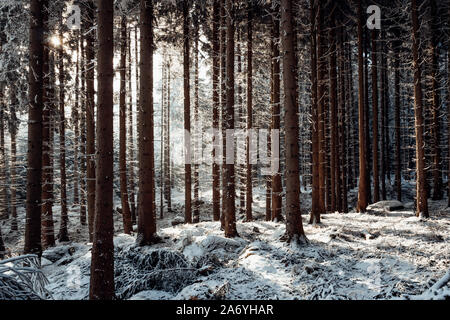 Winterwald mit Eis und Schnee und Sonne im Harz Stockfoto