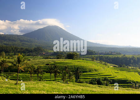 Indonesien, Bali, Mittelgebirge, Jatiluwih Reisfelder (der UNESCO) mit Mt. Pohen im Hintergrund Stockfoto