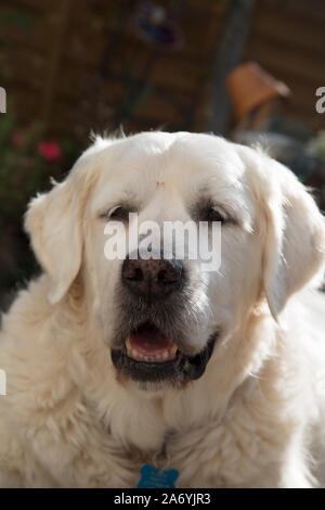 Golden Retriever Hund, 11 Jahre alt, männlich, weiß Stockfoto