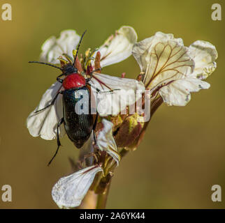 Heliotaurus ruficollis, Rotnacken-Heliotaurus-Fütterung an der Blume der Eruca vesicaria Stockfoto