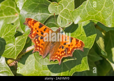 Komma, Schmetterling, (Polygonia c-Album) Sonnenbaden auf den Efeu. Stockfoto