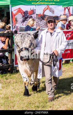 Ein Stier der Rasse British Led Weiß durch seine Handler in der Grand Parade der Tiere in der Frome Käse zeigen, 14. September 2019, Stockfoto