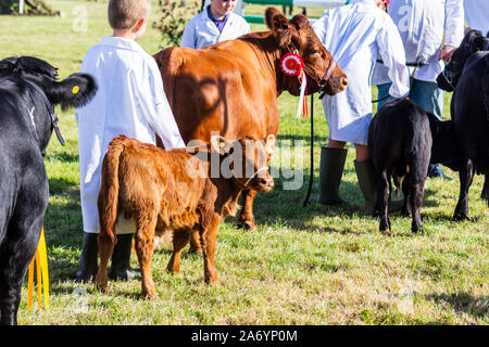 2 junge Handler verwalten eine rote Dexter Kuh, mit einer Rosette auf ihre Halter, und ihr Kalb folgenden, an der Frome Käse zeigen, 14. September 2019 Stockfoto