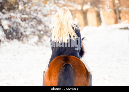 Das blonde Mädchen reitet auf einem braunen Pferd in einer verschneiten Landschaft Stockfoto