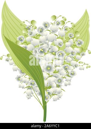 Frühling Blumen Lilie des Tales Abbildung auf weißen Hintergrund. Stock Vektor
