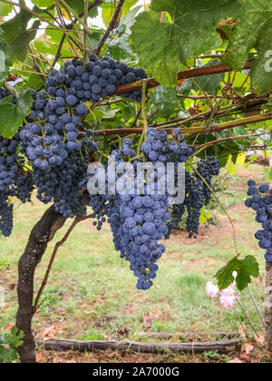 Nahaufnahme der vollen Büscheln von reifen schwarzen Trauben hängen von der Rebe in einem Weinberg in Portugal geerntet werden, niemand im Bild Stockfoto