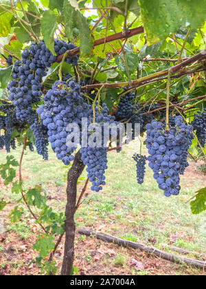 Nahaufnahme der vollen Büscheln von reifen schwarzen Trauben hängen von der Rebe in einem Weinberg in Portugal geerntet werden, niemand im Bild Stockfoto