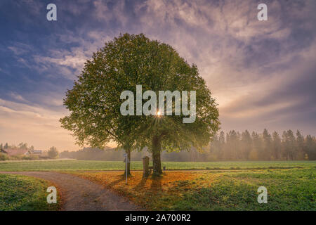 Sonnenstrahlen durch eine Herbst Baum an einem nebligen Morgen leuchtende, schöne Landschaft im Herbst. Stockfoto