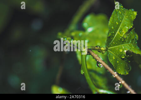 Passionsfrucht Anlage Stockfoto