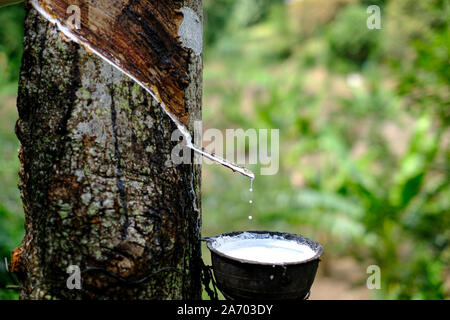 Frische milchigen Latex fließt in eine Plastikschüssel in von para Gummibaum Hevea Brasiliensis Stockfoto