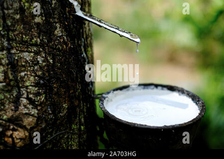 Frische milchigen Latex fließt in eine Plastikschüssel in von para Gummibaum Hevea Brasiliensis Stockfoto