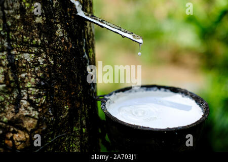 Frische milchigen Latex fließt in eine Plastikschüssel in von para Gummibaum Hevea Brasiliensis Stockfoto