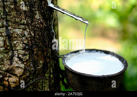 Frische milchigen Latex fließt in eine Plastikschüssel in von para Gummibaum Hevea Brasiliensis Stockfoto