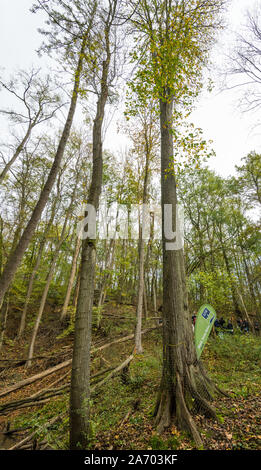 Buckow, Deutschland. 29 Okt, 2019. In einem Wald in Märkische Schweiz wächst die höchste flattern Elm (r) im Land Brandenburg. Das flattern Ulme (Ulmus laevis) ist "Baum des Jahres 2019" und wächst mit 41,30 m in einem Tal in der Nähe des Kurortes. Bereits zum 20. Mal, die Schutzgemeinschaft Deutscher Wald und dem landeskompetenzzentrum Forst Eberswalde ermittelt den höchsten Baum. Foto: Patrick Pleul/dpa-Zentralbild/ZB/dpa/Alamy leben Nachrichten Stockfoto