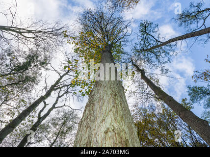 Buckow, Deutschland. 29 Okt, 2019. In einem Wald in die Märkische Schweiz wächst die höchste Flutterulme im Land Brandenburg. Das flattern Ulme (Ulmus laevis) ist "Baum des Jahres 2019" und wächst mit 41,30 m in einem Tal in der Nähe des Kurortes. Bereits zum 20. Mal, die Schutzgemeinschaft Deutscher Wald und dem landeskompetenzzentrum Forst Eberswalde ermittelt den höchsten Baum. Foto: Patrick Pleul/dpa-Zentralbild/ZB/dpa/Alamy leben Nachrichten Stockfoto