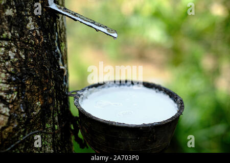 Frische milchigen Latex fließt in eine Plastikschüssel in von para Gummibaum Hevea Brasiliensis Stockfoto