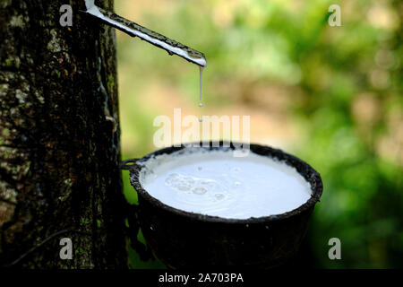 Frische milchigen Latex fließt in eine Plastikschüssel in von para Gummibaum Hevea Brasiliensis Stockfoto