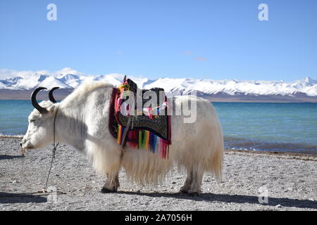 Weiße Yak in Namtso See, Tibet. Namtso ist der größte See in der Autonomen Region Tibet Stockfoto