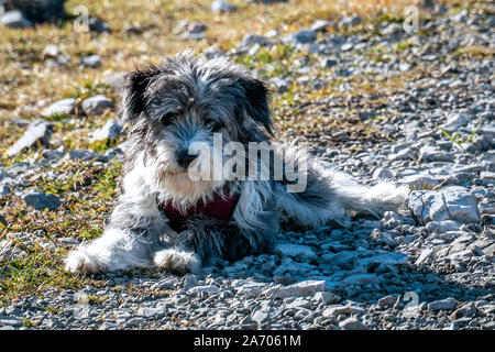 Porträt eines schwarzen und weißen Hund auf einem Schotterweg auf einem Berg Wanderweg in Österreich Stockfoto