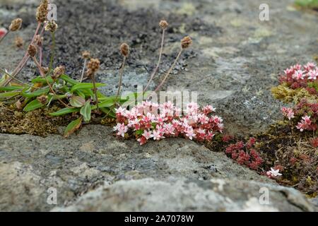 Die sternförmigen Blüten der Englischen Mauerpfeffer, Sedum Anglicum, der Familie der Crassulaceae, die Wild in Felsspalten und Steingärten in Großbritannien wachsen Stockfoto