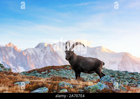 Wilde Ziege (Alpine Carpa ibex) in den Französischen Alpen. Monte Bianco mit Mont Blanc im Hintergrund Stockfoto