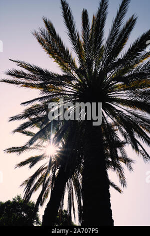 Sonne scheint durch Palmen in einem klaren Sommer Himmel Hintergrund Stockfoto