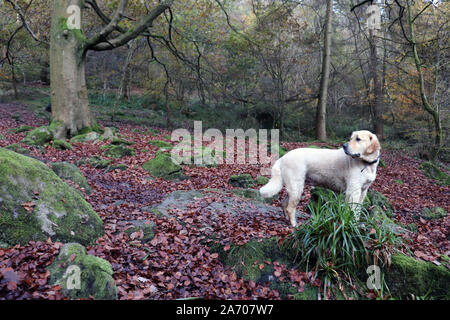 Labrador im Wald Stockfoto