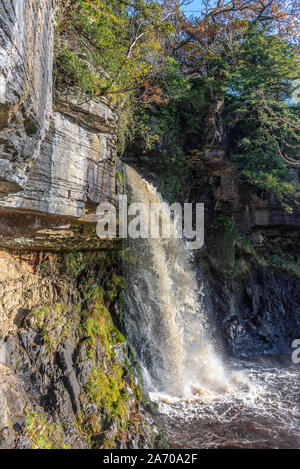 Der Fluss Twiss purzelt die Ingleton Wasserfälle Trail in North Yorkshire. Thornton Kraft. Die ingleton Glens sind Sssi. Stockfoto