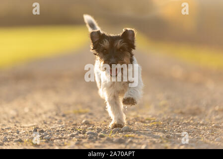 Jack Russell Terrier Weibchen 4 Jahre alt. Frisur rauh. Süße kleine Hund läuft schnell auf einer Straße (kiesweg) neben dem grünen Wiese im Herbst Stockfoto