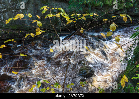 Der Fluss Twiss purzelt die Ingleton Wasserfälle Trail in North Yorkshire. Pecca fällt. Die ingleton Glens sind Sssi. Stockfoto